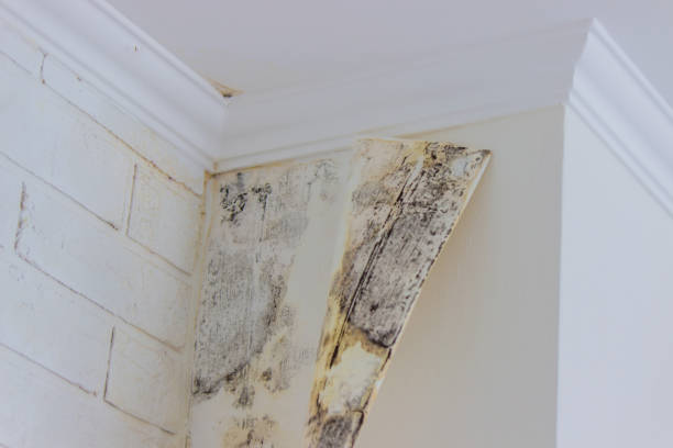 Water damage restoration mold remediation in Patterson, LA